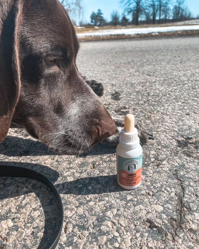 Proper CBD Dosage for Pets 2025: What You Need to Know for Safe Use