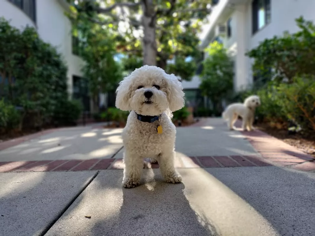 Research on CBD for Pets 2025: What Science Says About Effectiveness
