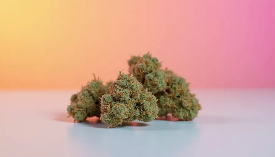 Green cannabis buds on a light surface with a colorful gradient background.
