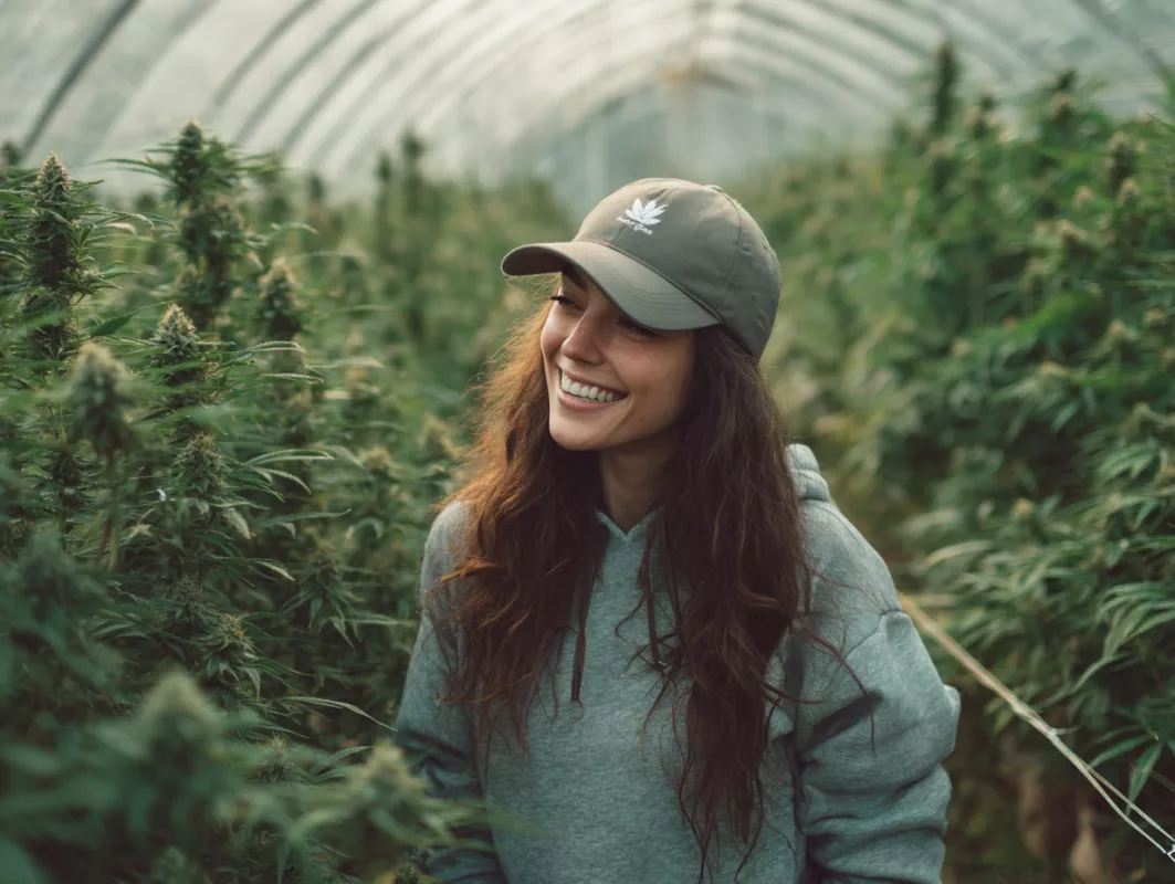 Purple Indica Strains: Premium Cannabis Collection