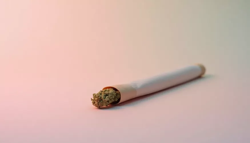 Joint resting on a soft gradient background, showcasing its green contents.