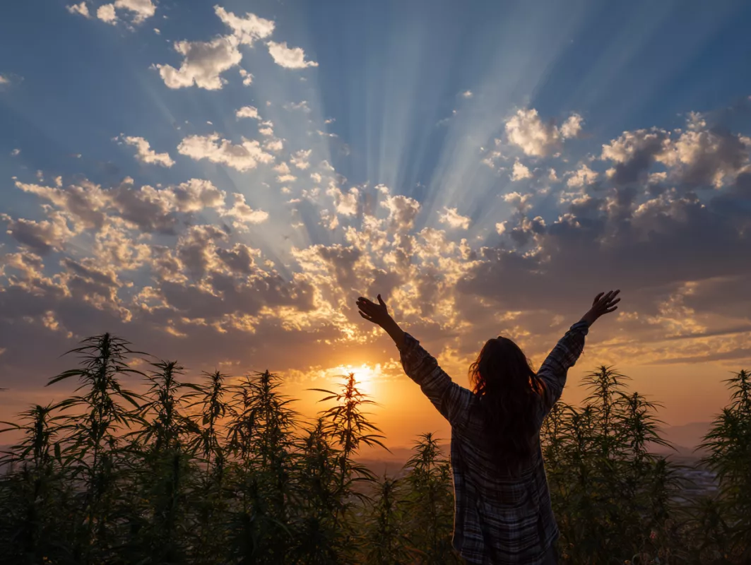 Sativa vs Indica: Complete Strain Comparison Guide